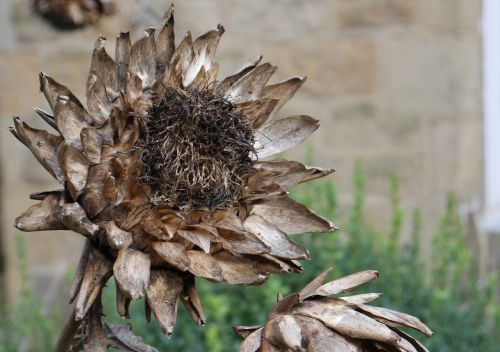 artichoke seedhead dried