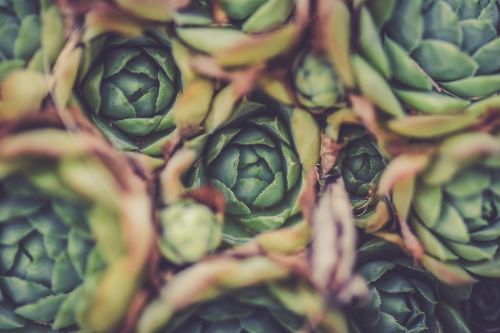 artichoke blur close-up