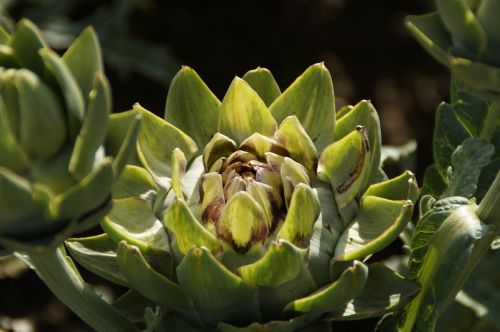 artichoke vegetables food