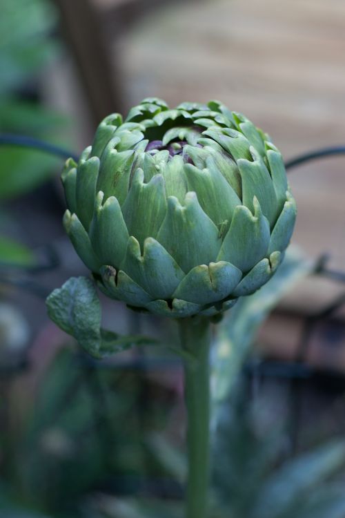 artichoke flower organic