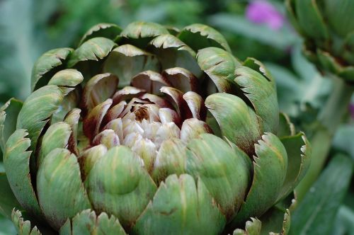 artichoke vegetable artichoke flower