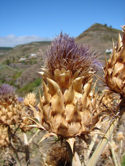 artichoke thistle blossom