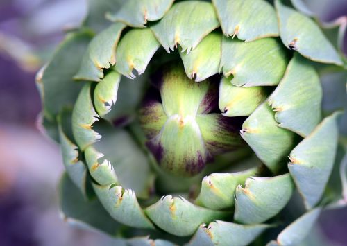 artichoke artichoke plant plant