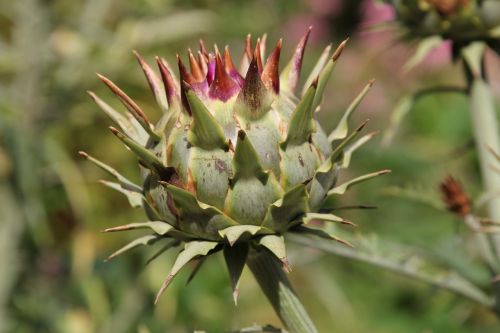 artichoke plant healthy