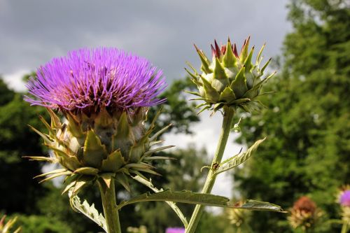 artichoke plant healthy