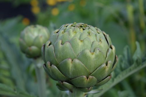 artichoke cultivation grow