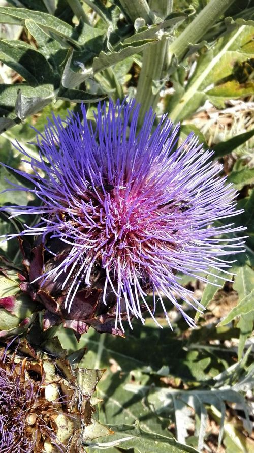 artichoke composites blossom