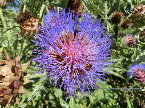 artichoke  flower  vegetables