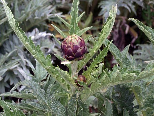 artichoke  food  huerta