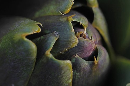 artichoke  garden  vegetable