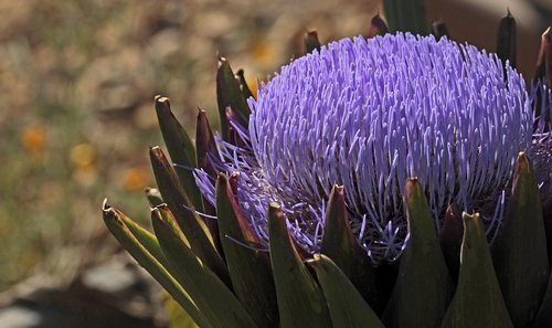 artichoke  bloom  blossom