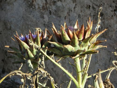 artichoke plant vegetables