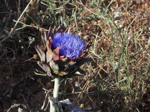 artichoke plant blossom