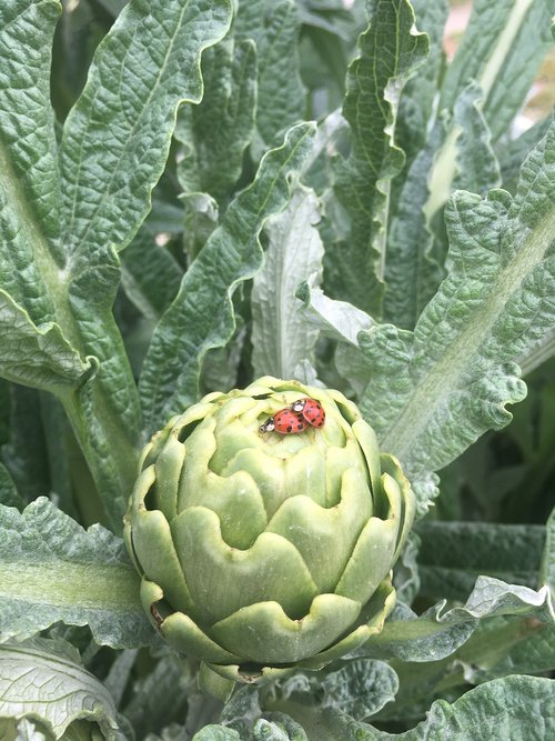 artichoke  leaves  ladybug