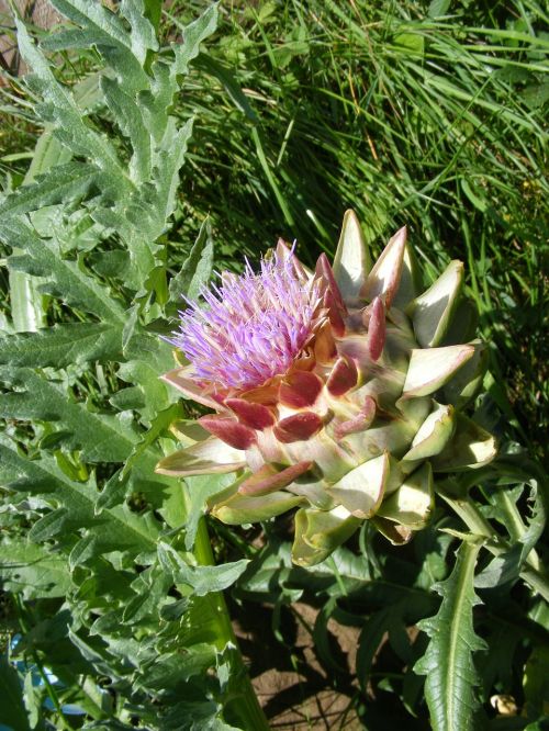 artichoke nature blossom