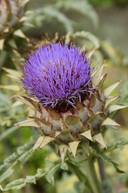 artichoke bloom blossom