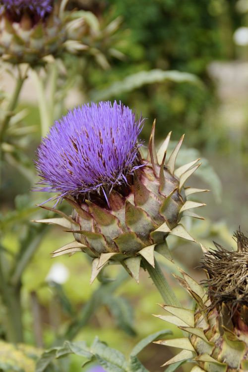 artichoke bloom blossom