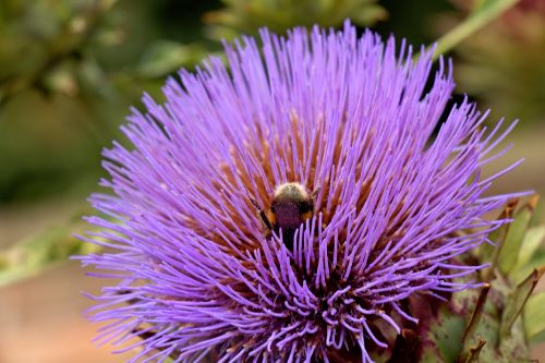 Artichoke And Bee