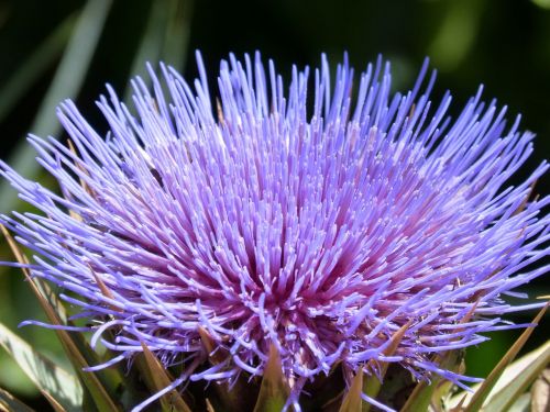 artichoke flower purple beauty