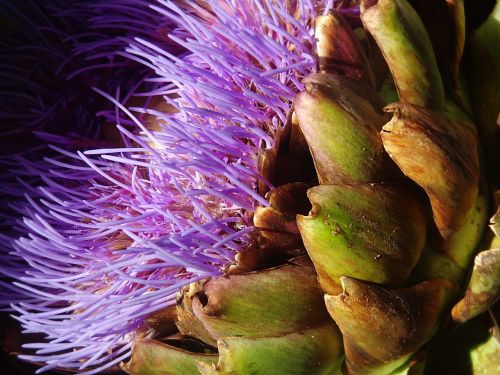 artichoke flower artichoke purple