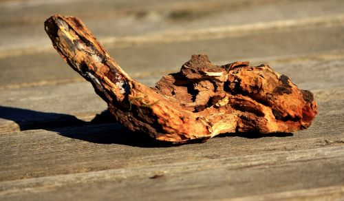 artifact wood piece root