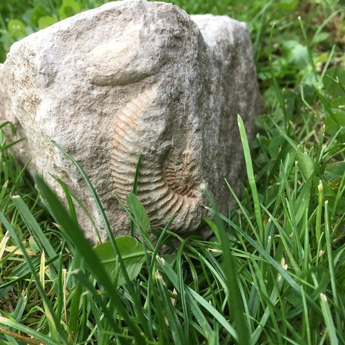 artifact  fossil  stone