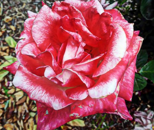 Artistic Red Rose