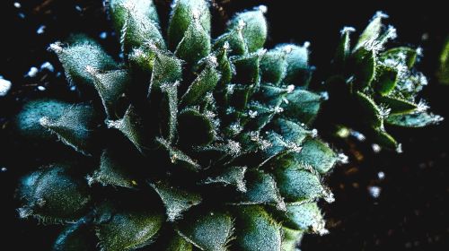 Artistic Succulents Closeup