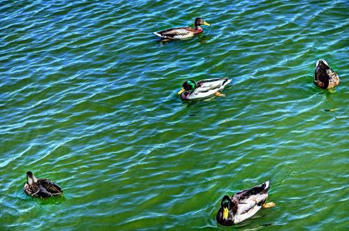Artistic Swimming Ducks