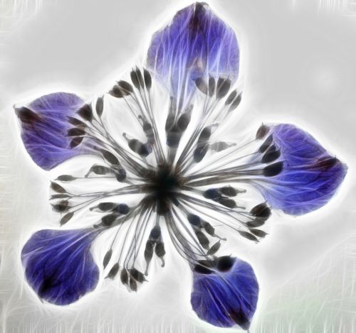 artwork dry flower fractal