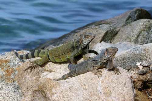 aruba lizard sea