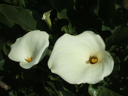 arum flowers plant