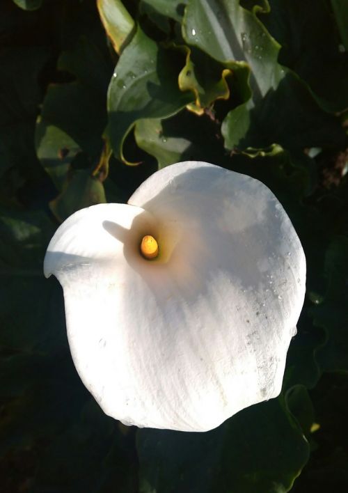 arum flower white