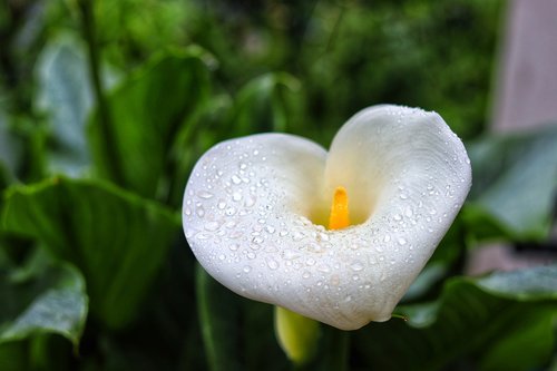 arum  flower  beauty flower