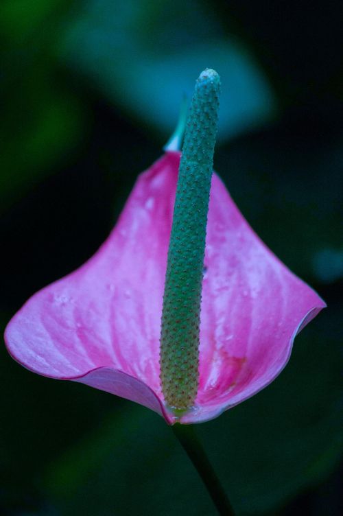 arum spring flower