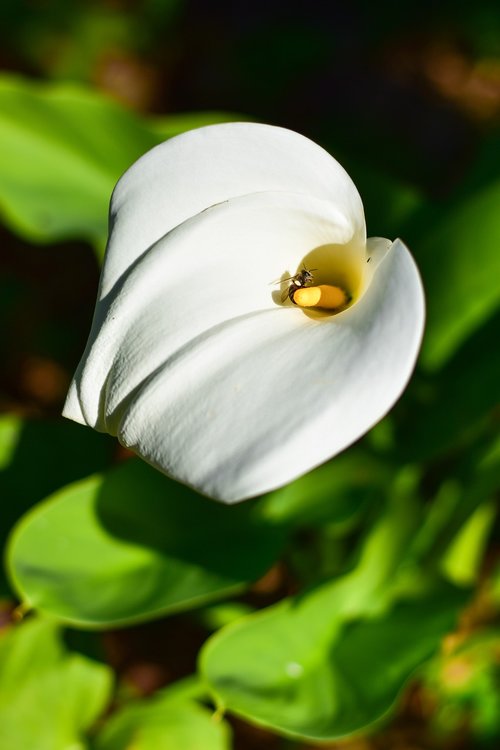 arum lily  flower  leaf