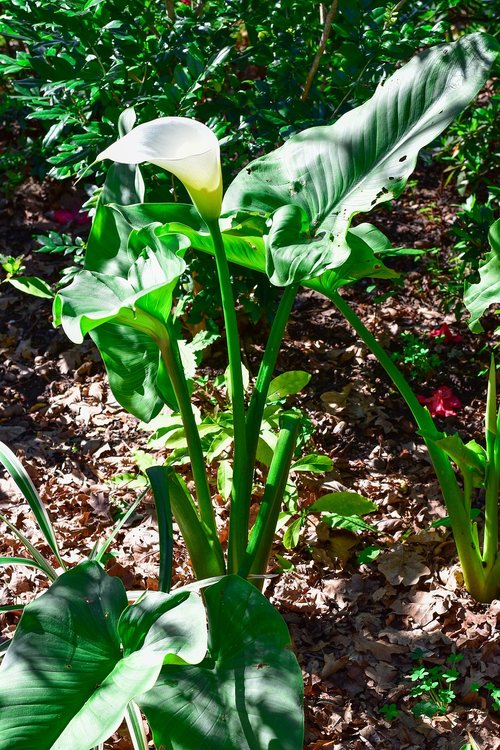 arum lily  green  plant