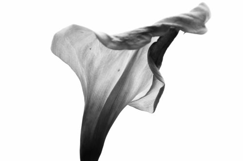 Arum Lily In Black And White