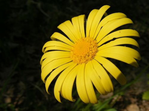 arvensis calendula flowers