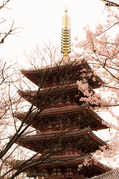 asakusa japan cherry blossoms