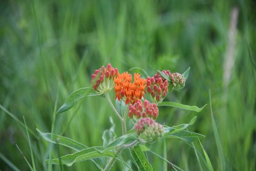 asclepias  butterfly  weed
