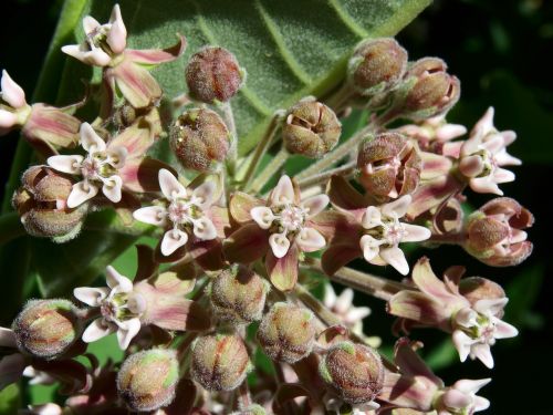 asclepias syriaca common milkweed butterfly flower
