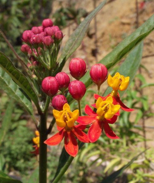 asclepias tuberosa butterfly weed blossom