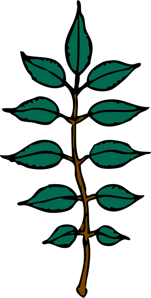 ash tree leaf