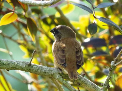ashy crowned sparrow lark sparrow bird