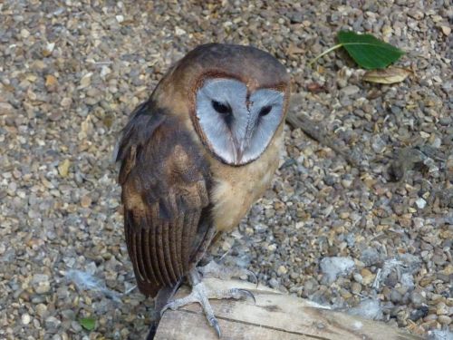 ashy-faced barn owl bird falconry