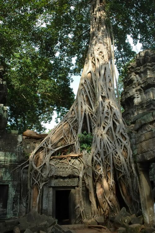 asia cambodia roots