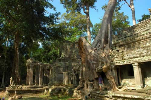 asia cambodia roots