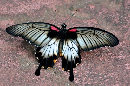asian swallowtail butterfly