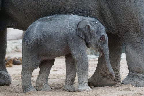 asian elephant young animal calf